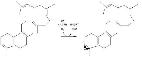 Squalene monooxygenase